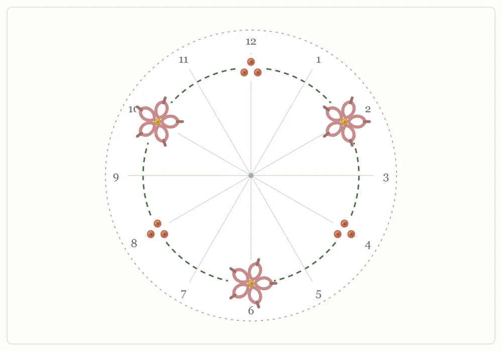 Spacing guide: a circle divided like a clock face with guide lines, flowers marked at 2, 6 and 10 o'clock and berry clusters at 4, 8 and 12 o'clock